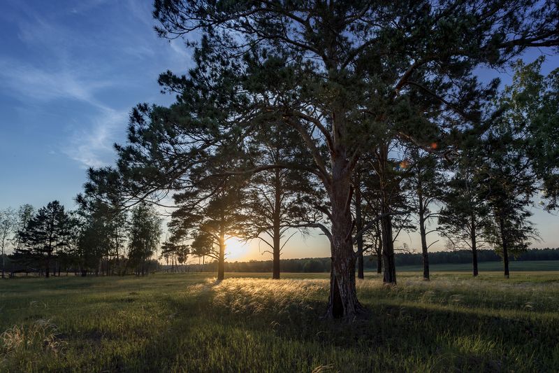 Трава в контровом свете. фото превью