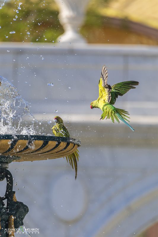 landscape,nature,природа,попугай На водопой (To the watering hole) фото превью