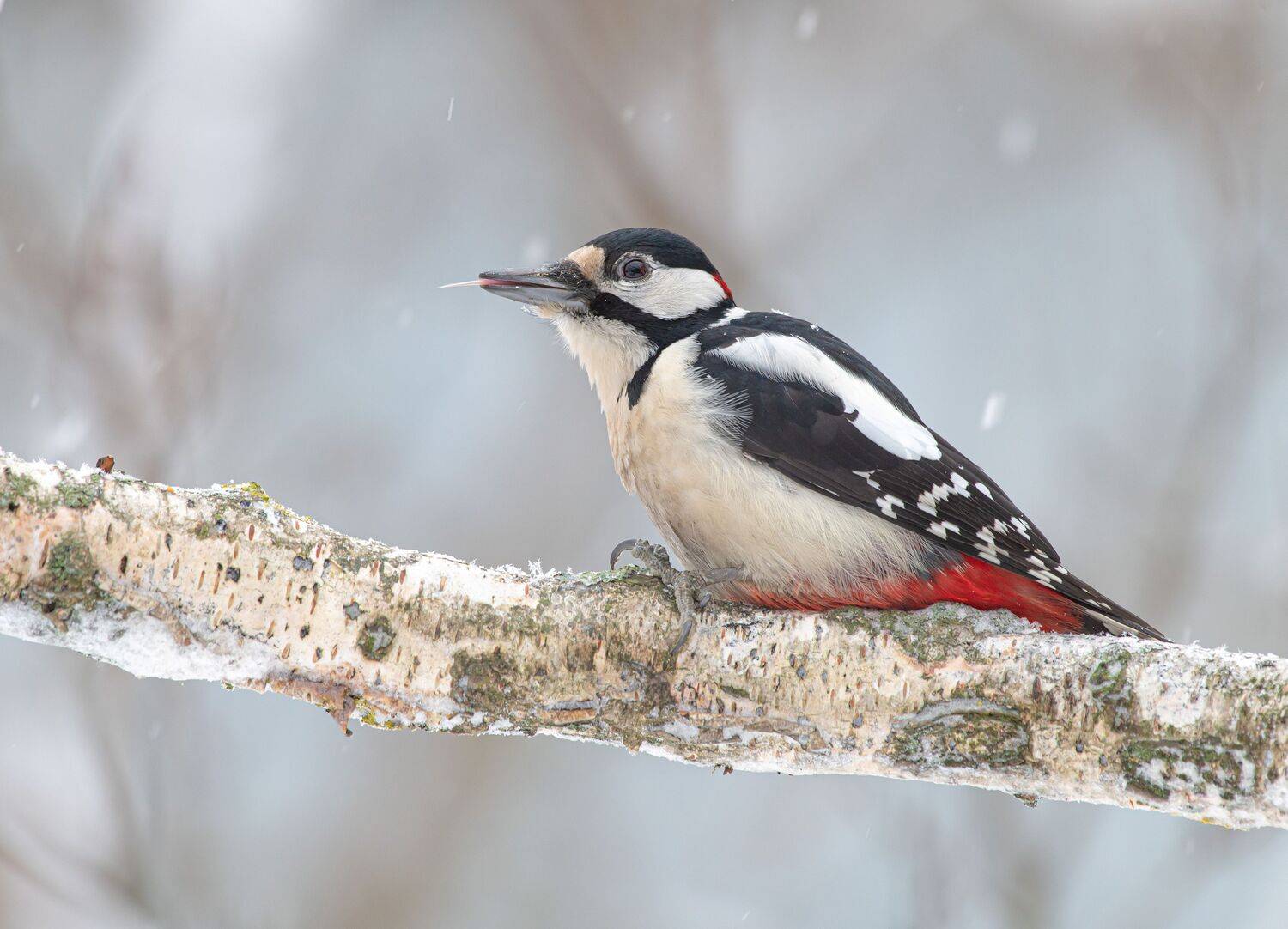 птицы, природа, зима, Андрей Киселёв