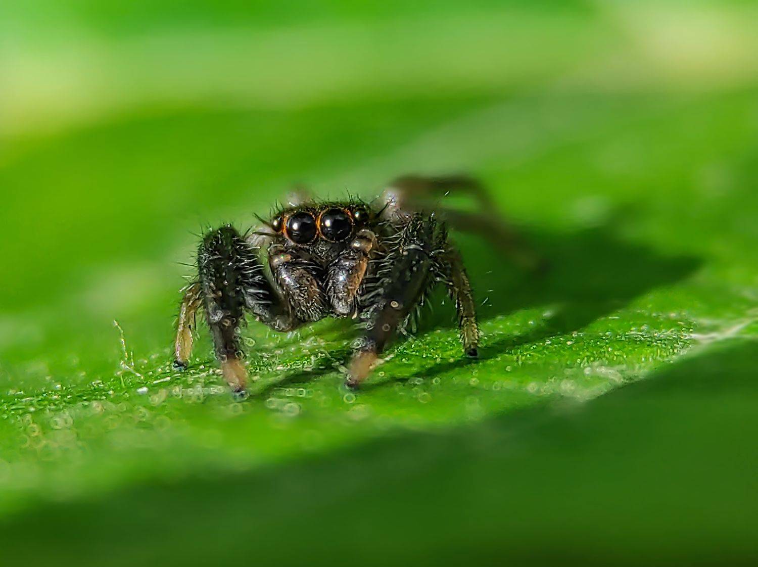 #xiaomi, , #mobilephotography, #macro, #spider, Qvaraia Rati