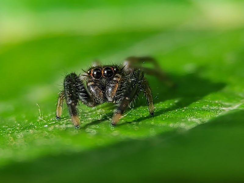 #xiaomi, , #mobilephotography, #macro, #spider Cute boy фото превью