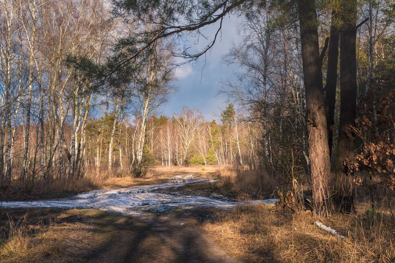лес зима январь снег сосны Оттепель,  7января фото превью