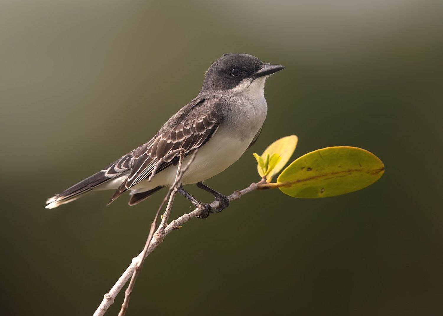 eastern kingbird, флорида, птицы флориды,florida,kingbird, Elizabeth Etkind