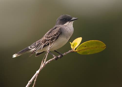 Eastern kingbird -Королевский тиранн