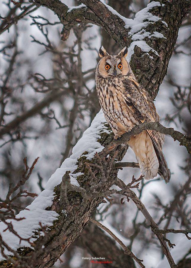 , Валерий Субачев