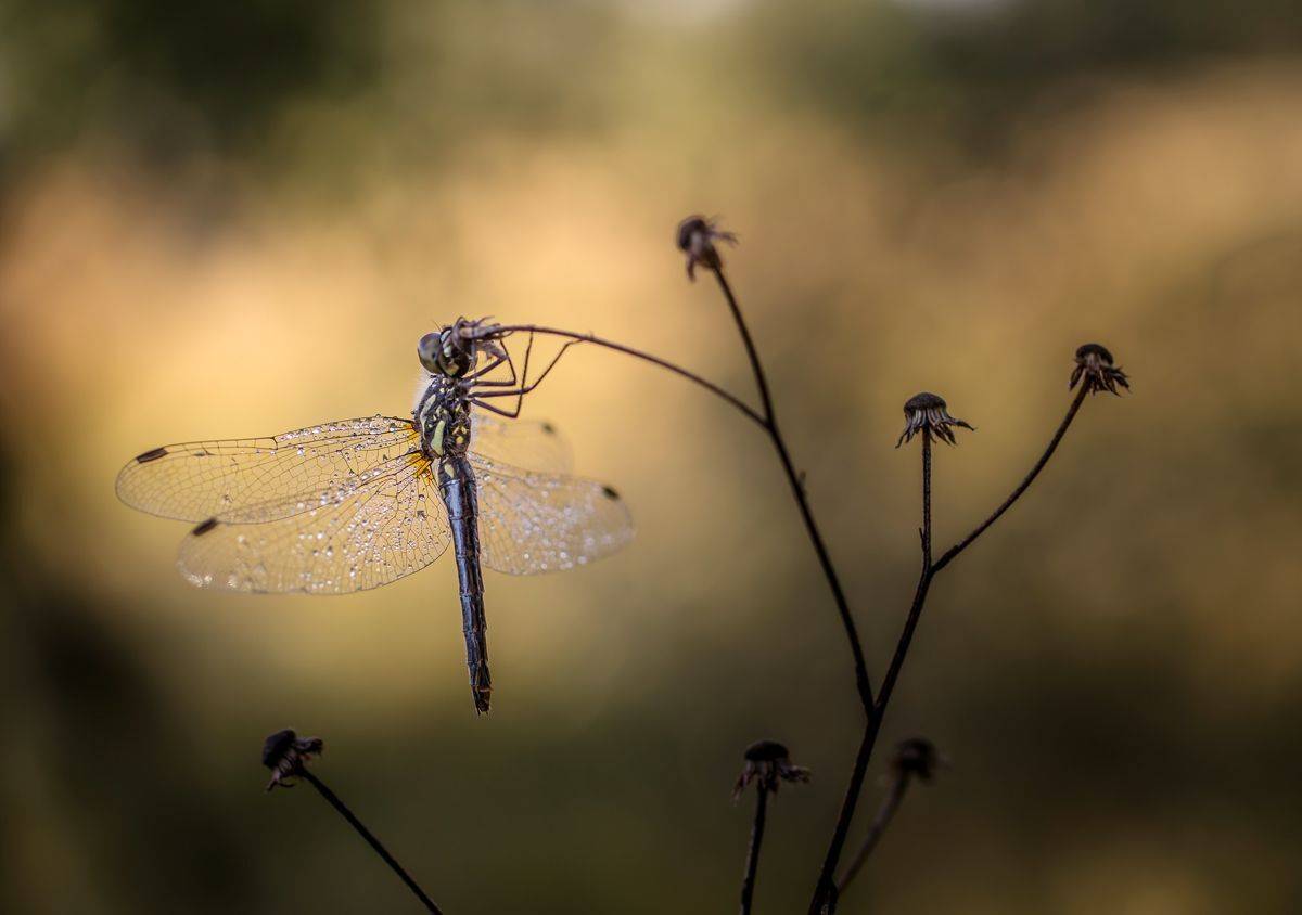 , Чепленко Алексей