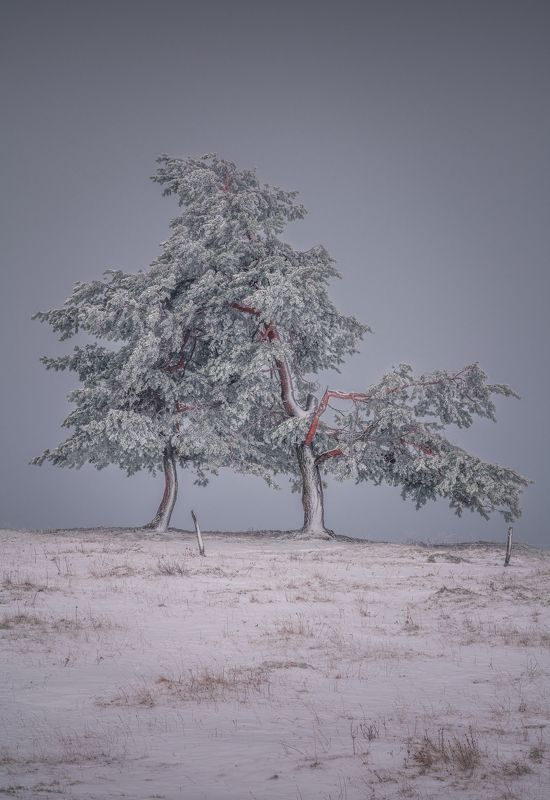 landscapes tree switzerland winter Lean on me фото превью