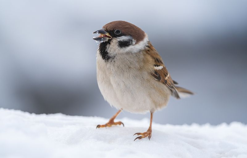 Просто воробей. фото превью