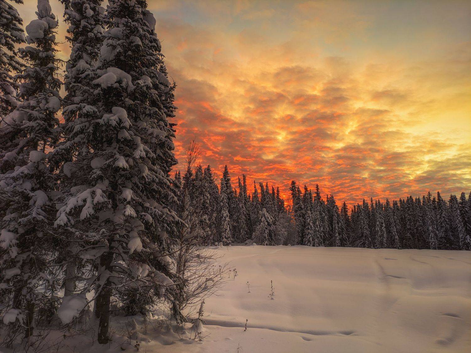 печора, лес, север, Игорь Подобаев