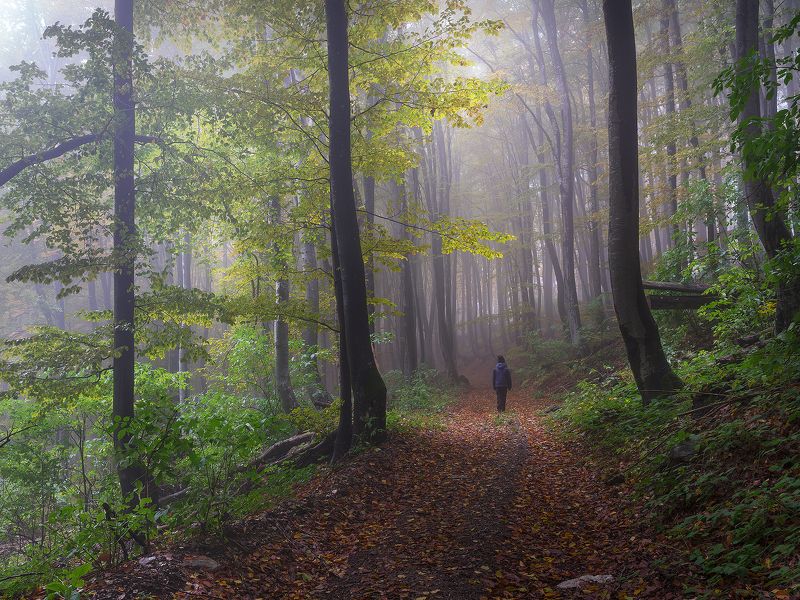 Sound of silence фото превью