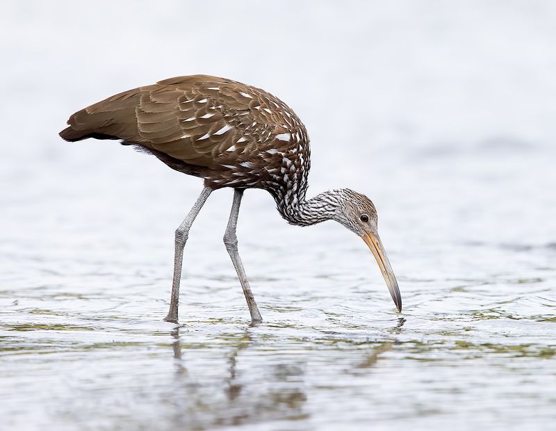 florida, limpkin, пастушковый журавль, флорида, журавль Limpkin - Арама, или пастушковый журавль фото превью