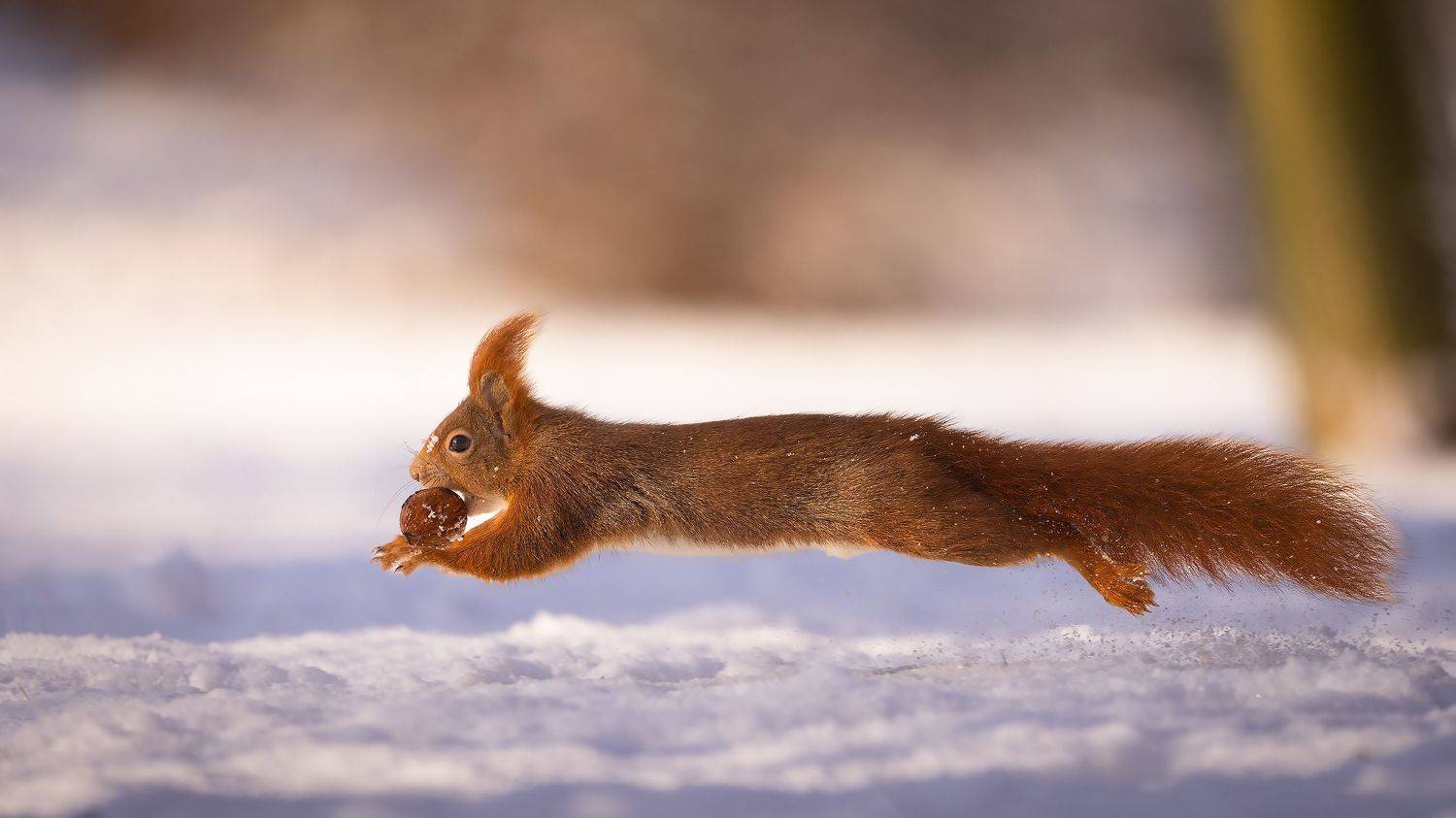 , Robert Adamec
