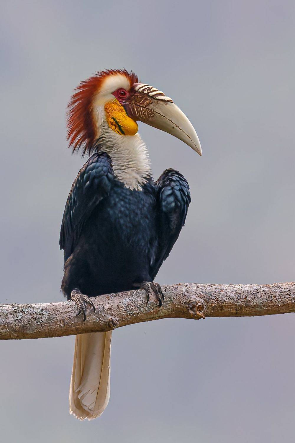 花冠皱盔犀鸟（学名：rhyticeros undulatus）, Liu YuDong