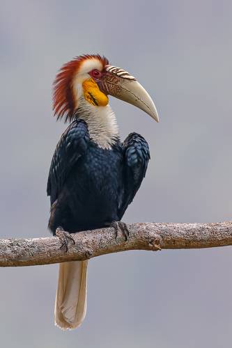 花冠皱盔犀鸟（学名：Rhyticeros undulatus）