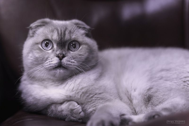 Любимый Котэ фото превью