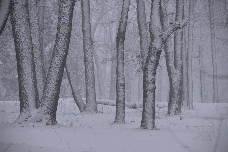 пейзаж, зима,день,,псковская обл,снег, , мороз,лес, деревья  фото превью