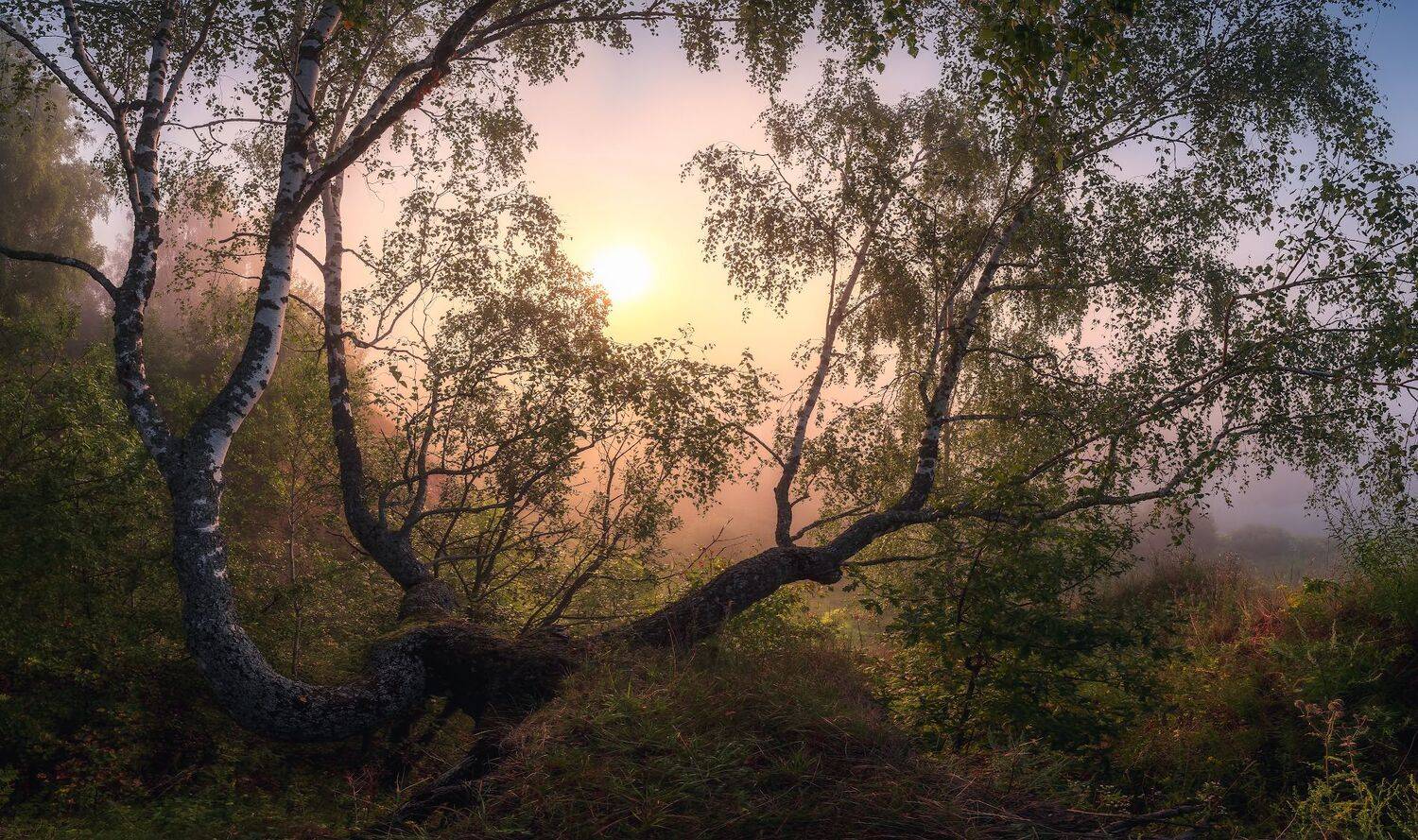 лето, чекалин, тульская область, туман, утро, дерево, Левыкин Виталий