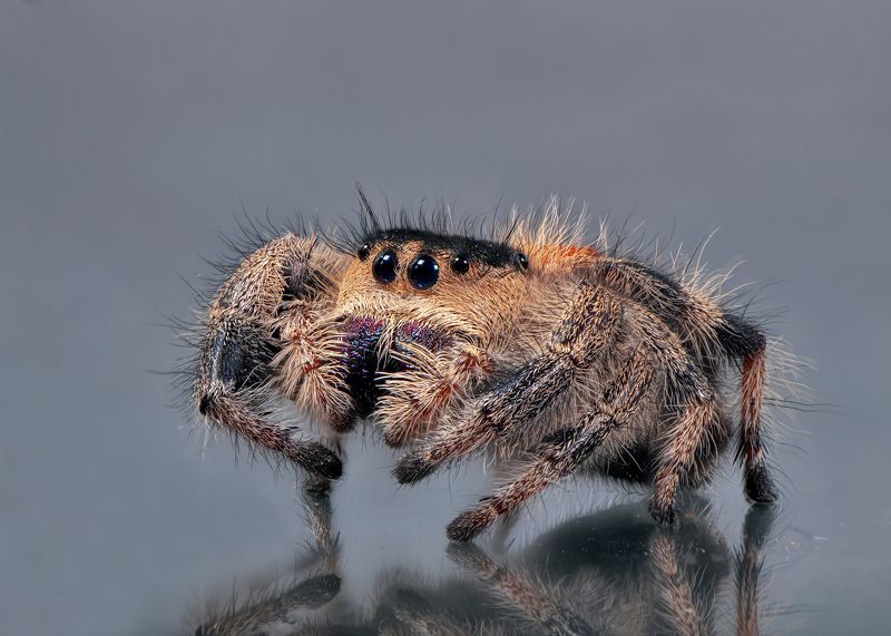 паук скакун макро phidippus regius Глазки-бусинки фото превью