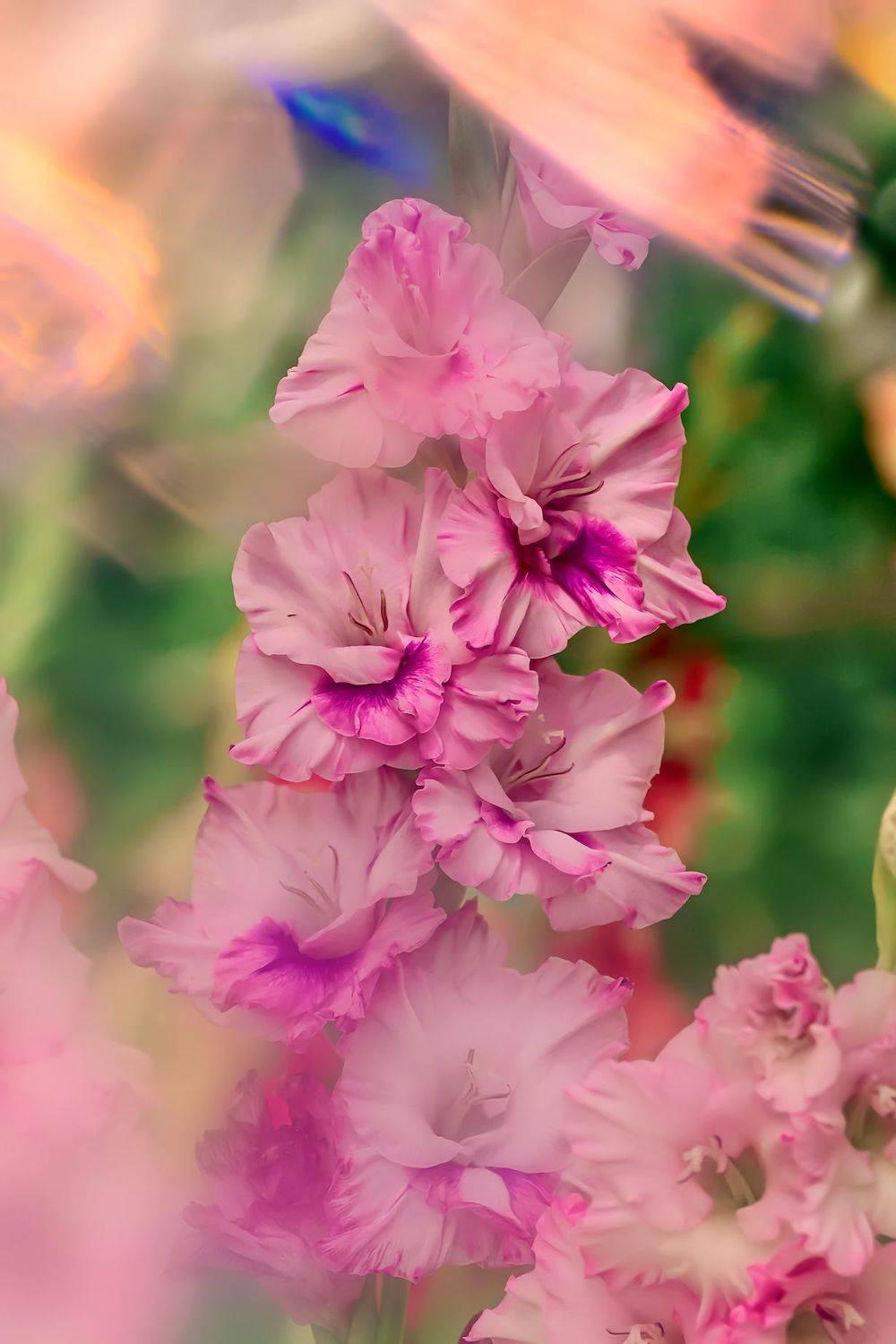 макро, macro, цветы, flowers, лето, summer, гладиолус, gladiolus, Julia Kaissa