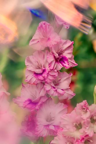 Gladiolus