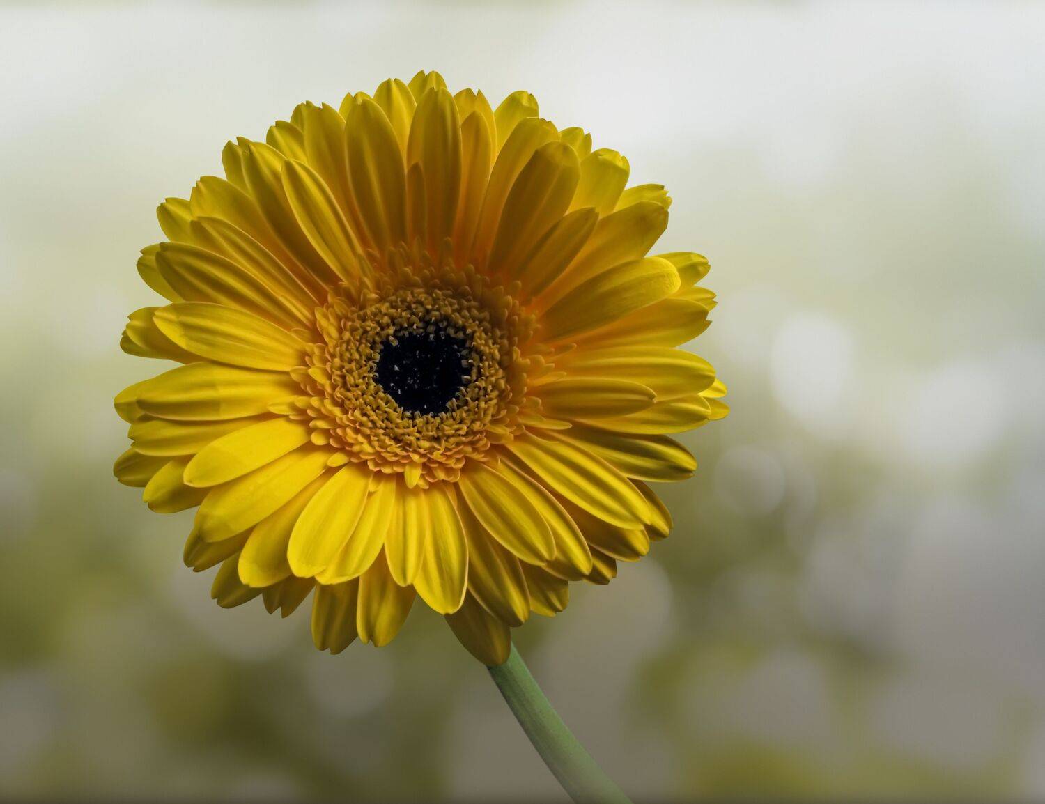 yellow, gerberas, blue, bokeh, background, DZINTRA REGINA JANSONE