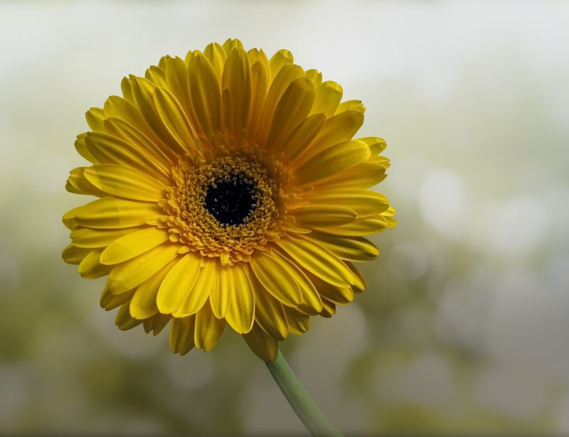 yellow, gerberas, blue, bokeh, background yellow gerberas on a blur background фото превью
