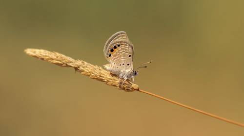 Grass Jewel