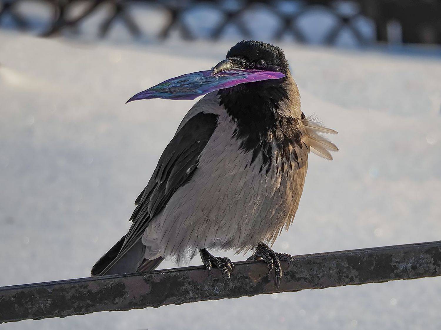 , Сергей Духанин