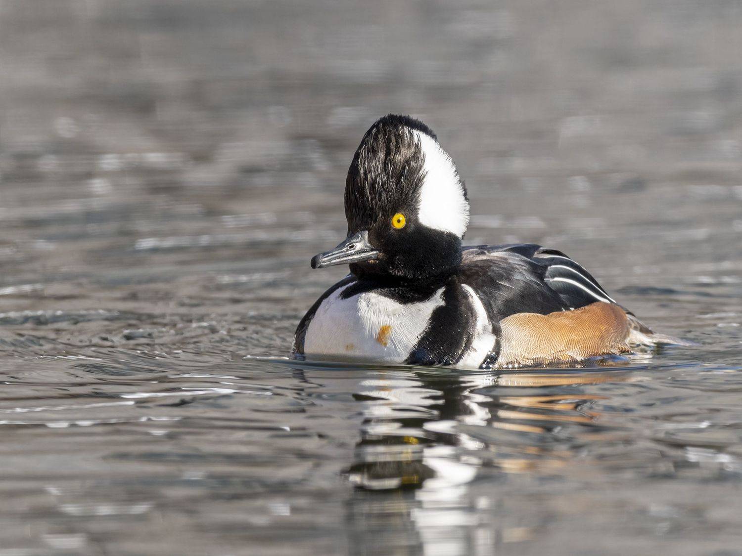 , Fernando Burgalin Sequeira