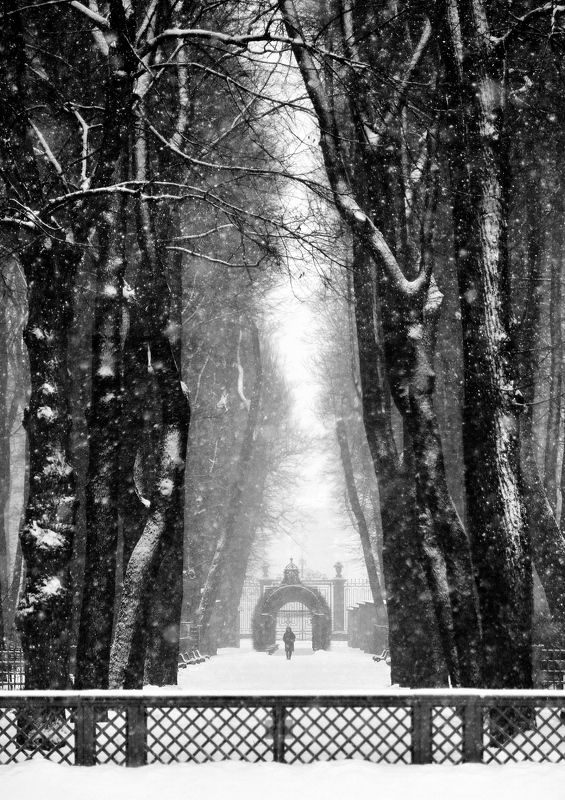 Зимний Летний сад фото превью