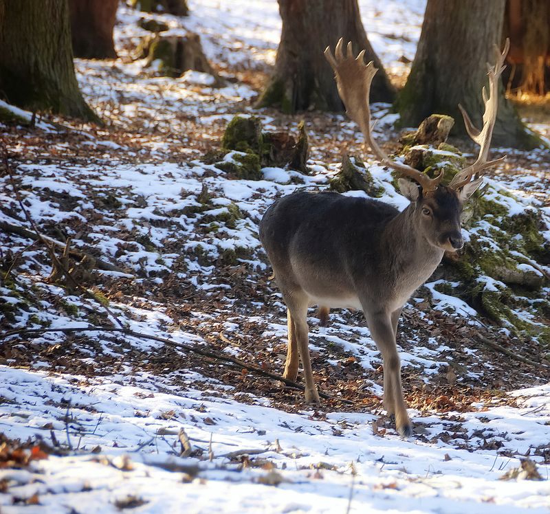 В лесу. фото превью