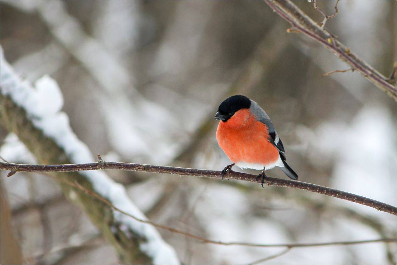 снегирь, КарОл