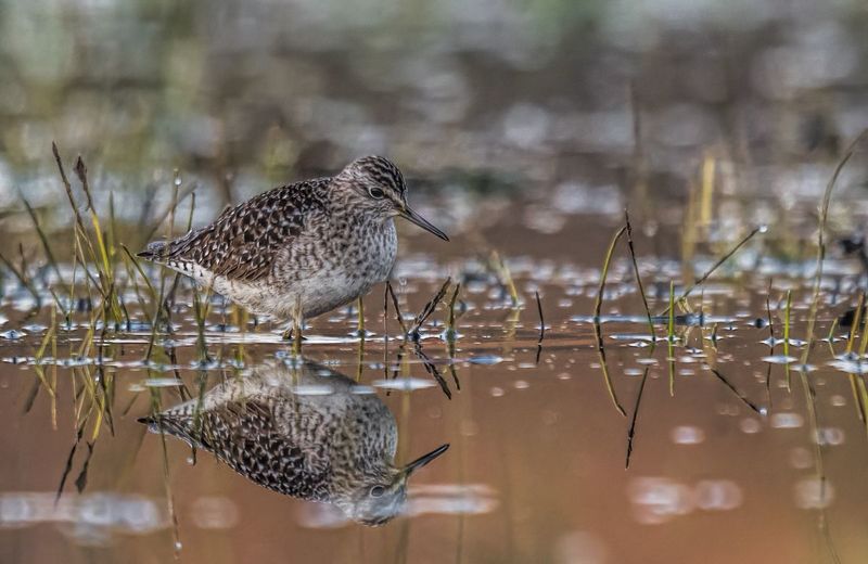 Łęczak (Tringa glareola) фото превью