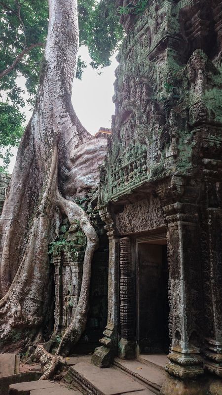 Cambodian Jungle фото превью