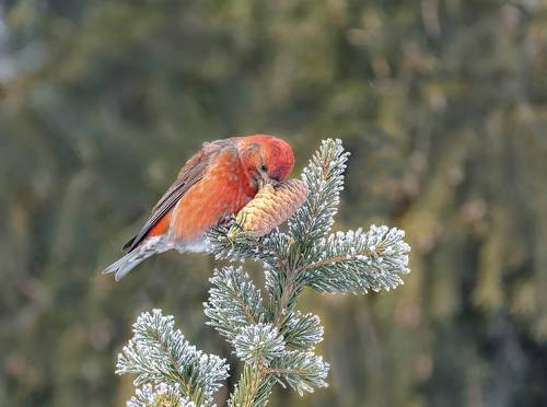 клёст еловик