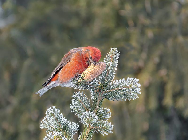 птица, клёст еловик, зима, ель, шишка, клёст еловик фото превью