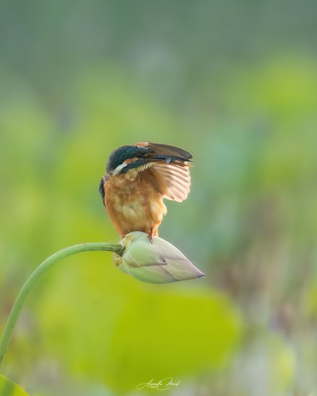 Kerala,India,Birds,Nikon Watching You! фото превью