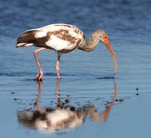 Juvenile White Ibis - Молодой белый Ибис