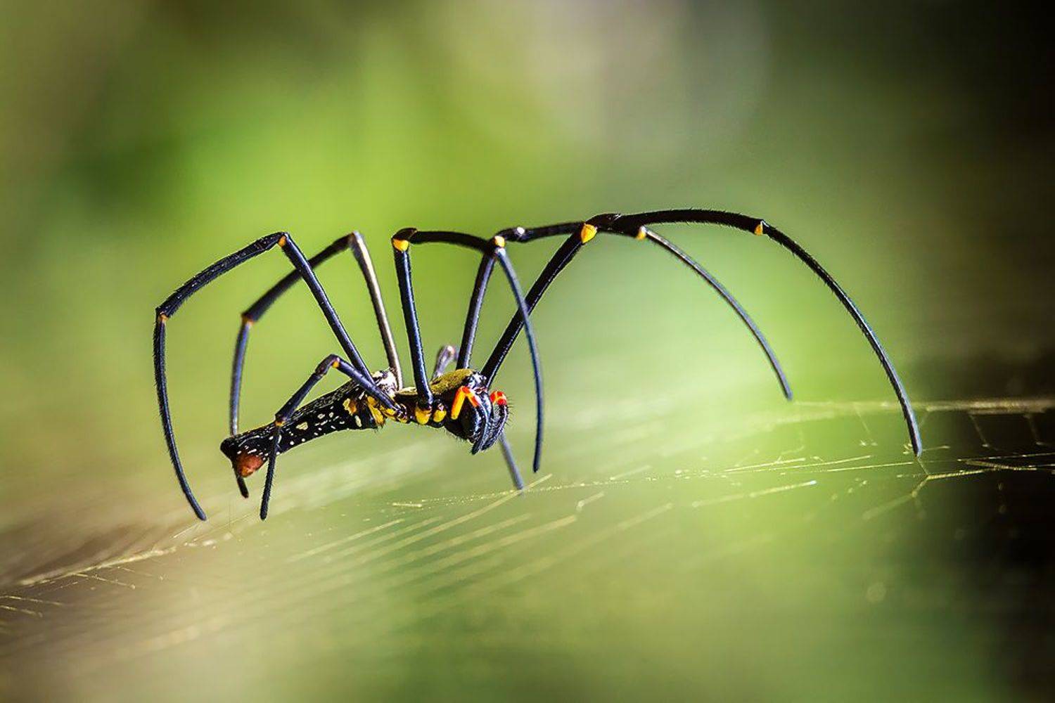 , Сергей Савви