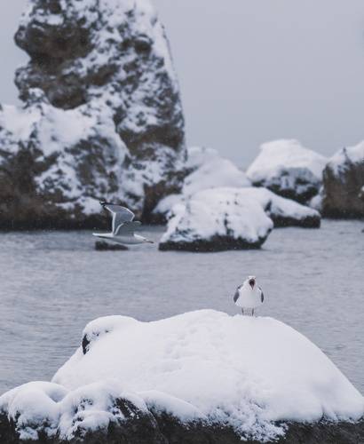 Зимние хроники Керченских чаек.