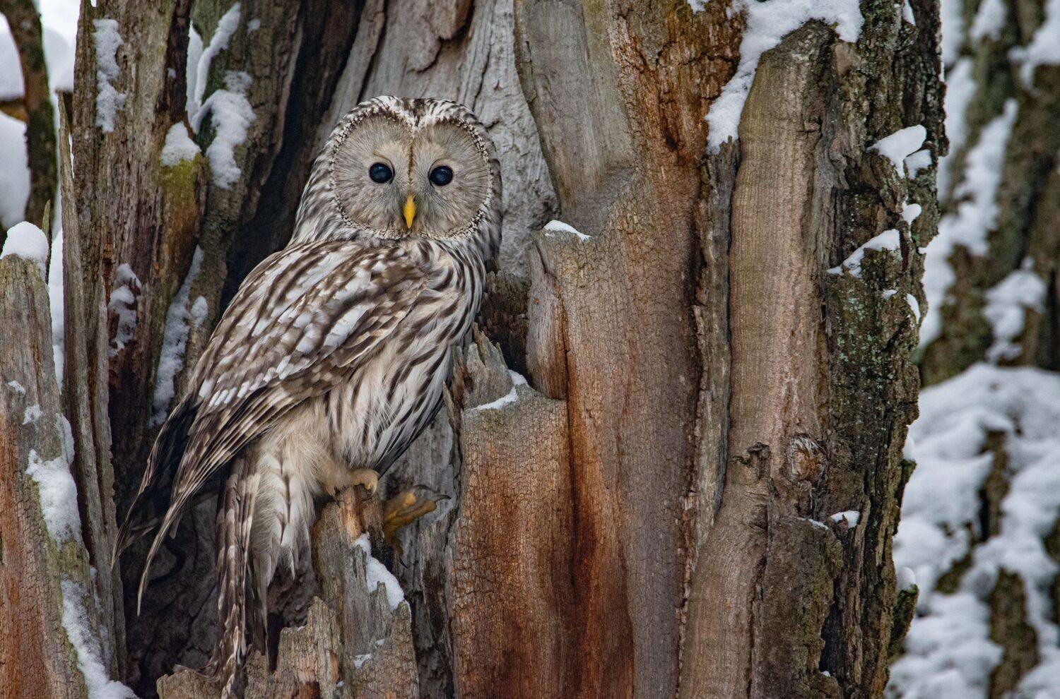 Длиннохвостая неясыть, уральская неясыть, Strix uralensis, Татьяна Ливеровская