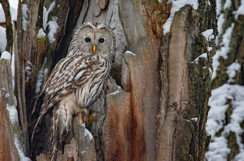 Длиннохвостая неясыть (Strix uralensis).