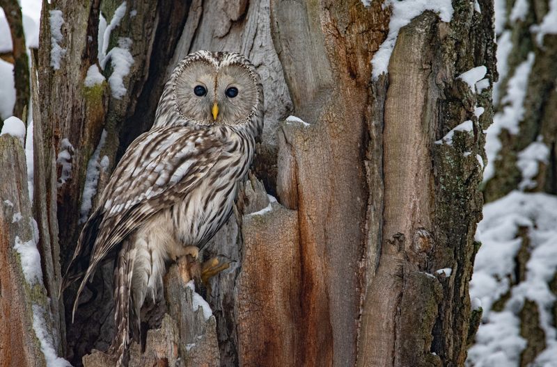 Длиннохвостая неясыть, уральская неясыть, Strix uralensis Длиннохвостая неясыть (Strix uralensis). фото превью