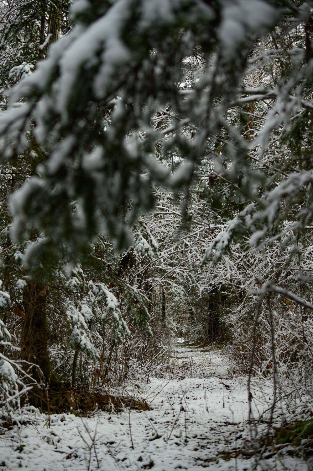 , Владимир Чебанов