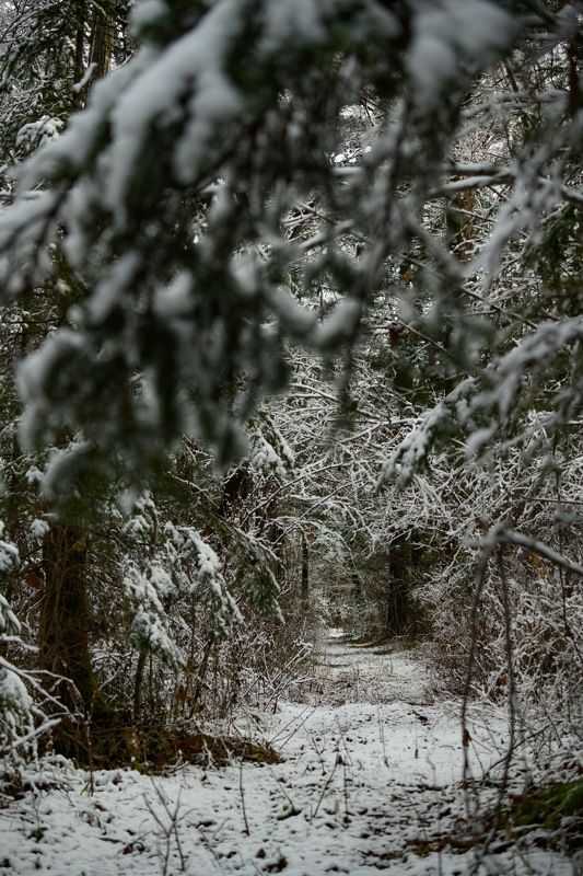 Дорога в лес фото превью