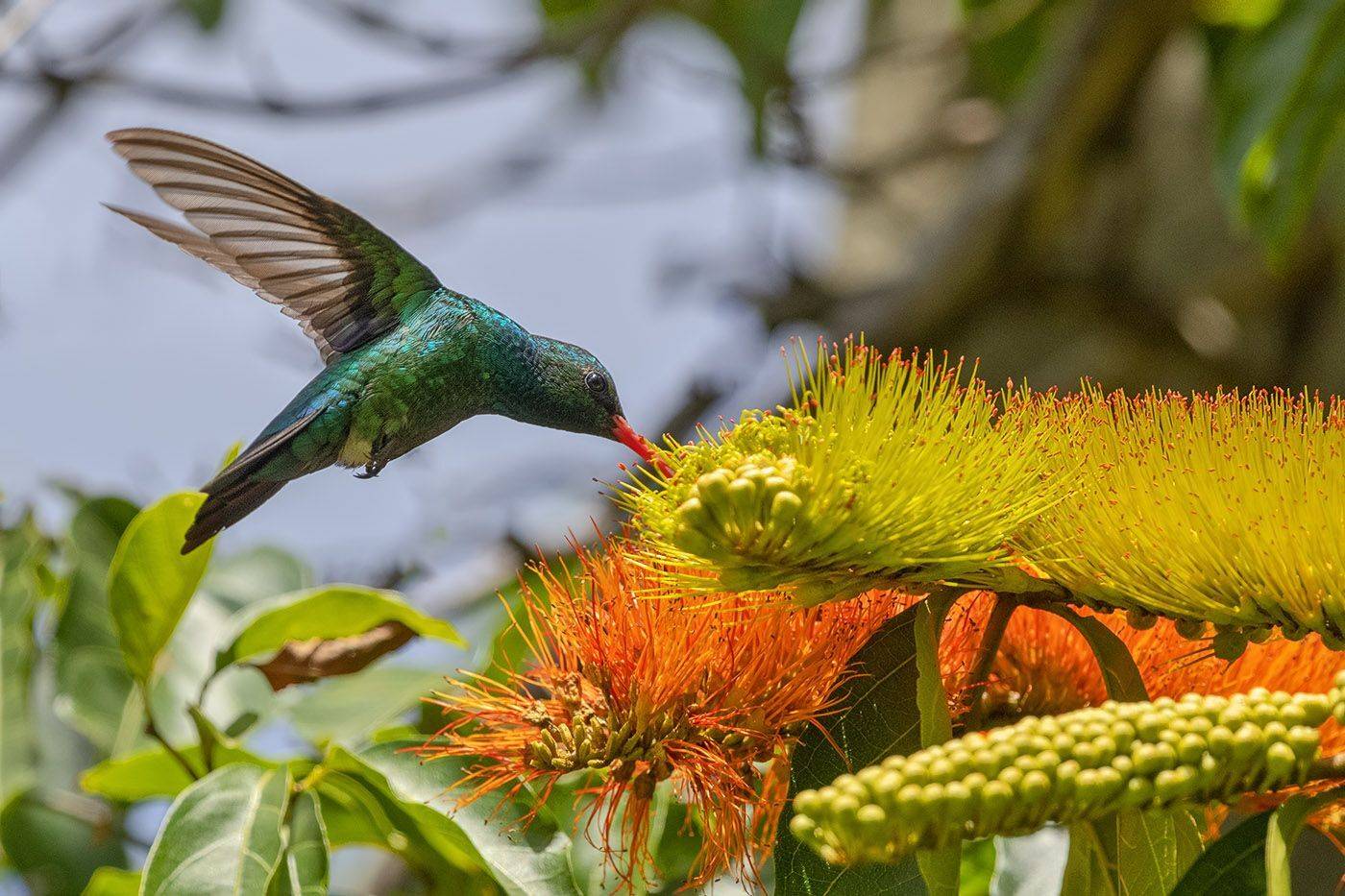 птицы, уругвай, Елена Давыдова