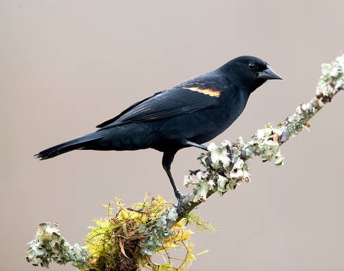 Red-winged Blackbird  - Красноплечий чёрный трупиал