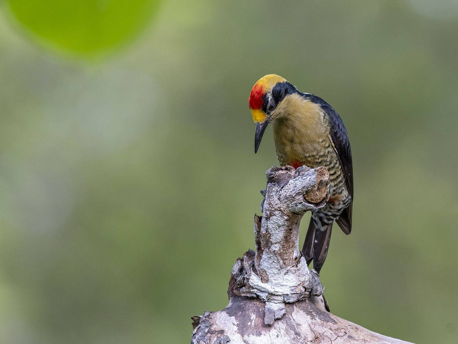 , Fernando Burgalin Sequeira