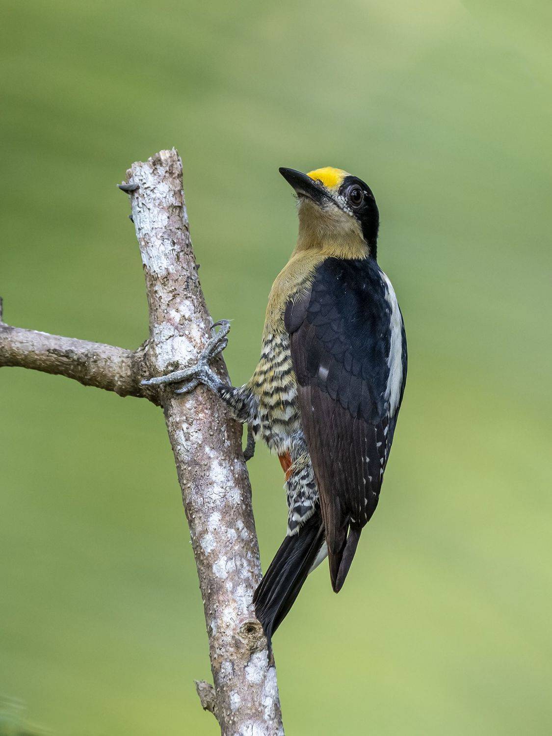 , Fernando Burgalin Sequeira