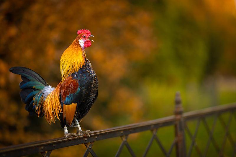 Cock фото превью